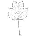 Tulip poplar or Liriodendron tulipifera leaf outline. Coloring book page, vector