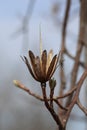 Tulip poplar tree seed head study Royalty Free Stock Photo