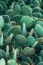 Tulip prickly pear cactus (Opuntia phaeacantha Royalty Free Stock Photo