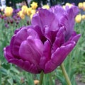 tulip purple blooming flower