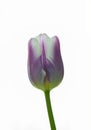 Tulip purple flower head isolated on white background