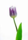 Tulip purple flower isolated on white background