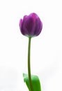 Tulip purple flower isolated on white background