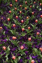 Tulip and purple pansies garden detail