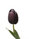 Tulip Queen of the Night Royalty Free Stock Photo