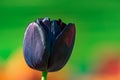 Tulip Queen of the night. Black tulip flower or blurred background with selective focus t