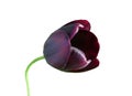 Tulip Queen of the night. Isolated