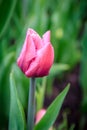 Tulip in the Rain Royalty Free Stock Photo