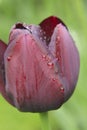 Tulip rain Royalty Free Stock Photo