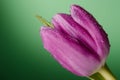 Tulip and rain Royalty Free Stock Photo