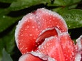 tulip after rain with water drops. red with white stripes. close-up Royalty Free Stock Photo
