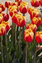 Tulip Rambo flowers in red and yellow colors in spring sunlight Royalty Free Stock Photo