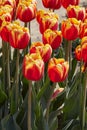 Tulip Rambo flowers in red and yellow colors in spring