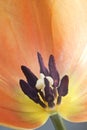 Inside of a tulip.