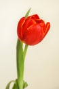 Tulip red flower Esto Bunito