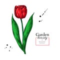 Tulip Red Flower And Leaves Drawing. Vector Hand Drawn Floral Object.