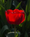 Tulip