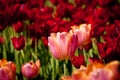 Tulip on red tulips background