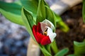 Tulip red white. Motto colors of 1. FC Cologne . Two colored tulip flower with green leaves . Blossoms in white and red : soccer Royalty Free Stock Photo