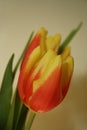 Tulip red yellow close Royalty Free Stock Photo