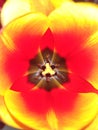 Tulip red yellow details nature Royalty Free Stock Photo