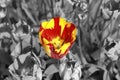 Tulip in red and yellow part colored