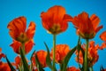 Tulip reddish yellow flowers garden spring background, pattern or texture. Royalty Free Stock Photo