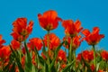 Tulip reddish yellow flowers garden spring background, pattern or texture. Royalty Free Stock Photo