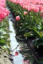 Tulip Reflection