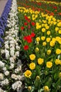 The tulip river in the royal park Keukenhof.