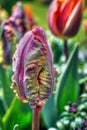 Tulip Rococo