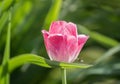 Tulip rose Royalty Free Stock Photo