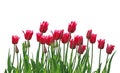 Tulip Row Royalty Free Stock Photo