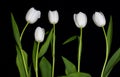 tulip in a row Royalty Free Stock Photo