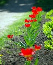 tulip row Royalty Free Stock Photo