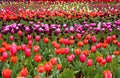 Tulip rows in spring