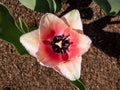 Tulip Salmon Impression with pale pink gently flushed with apricot- pink flowers. The flowers are large and goblet shaped held on