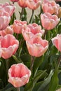 Tulip Salmon Impression, pink flowers in spring