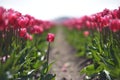 Tulip scene in the fields in the netherlands Royalty Free Stock Photo