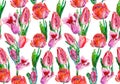 Tulip seamless pattern. Watercolor a bouquet of spring red pink tulips isolated on white background Royalty Free Stock Photo
