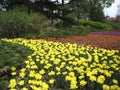 Canadian Tulip Festival, Ottawa. An extremely beautiful field of yellow, red, lilac and white tulips Royalty Free Stock Photo