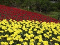 Canadian Tulip Festival, Ottawa. An unusually beautiful flower bed of yellow margaritas and red tulips Toronto red on the Royalty Free Stock Photo