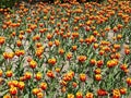 Canadian Tulip Festival, Ottawa. Tulip Monarch Field