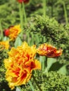 Tulip with serrated leaves colorful