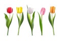 Tulip set. Red, yellow, white, pink, orange flowers vector illustration. Realistic spring floral decorative plants with Royalty Free Stock Photo