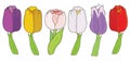 Tulip. Set on white background Royalty Free Stock Photo