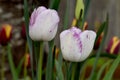 White with Purple Highlights Tulip Shirley