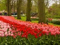Tulip, simple, generous, unique color,