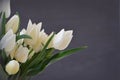 Tulip Snow Lady classic triumph white
