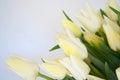Tulip Snow Lady classic triumph white. bouquet of tulip color light, white